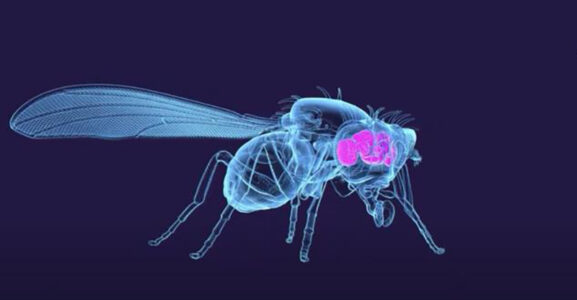 fly brain